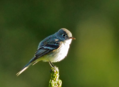 Flycatcher, Empidonax sp.