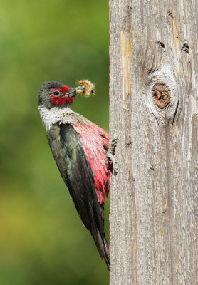 Lewis's Woodpecker, adult feeding nestlings