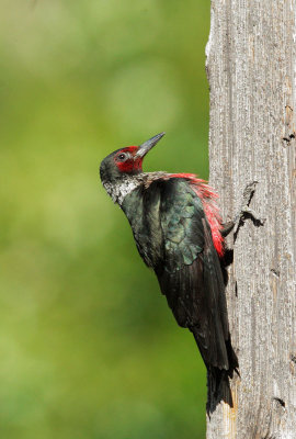 Lewis's Woodpecker