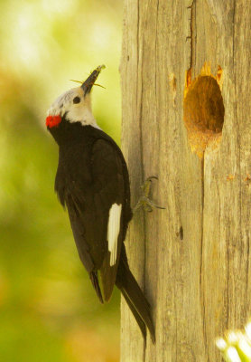 White-headed Woodpecker, male feeding nestlings