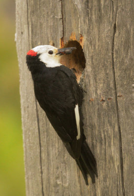 White-headed Woodpecker, male feeding nestlings
