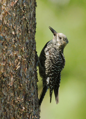 Williamson's Sapsucker, female