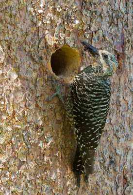 Williamson's Sapsucker, female feeding nestlings