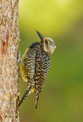 Williamson's Sapsucker, female