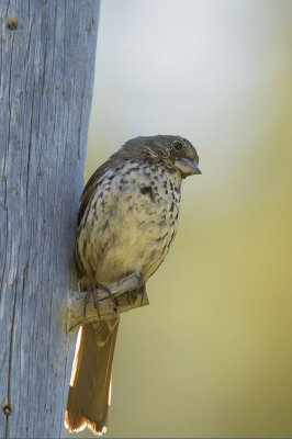 Fox Sparrow, Thick-billed