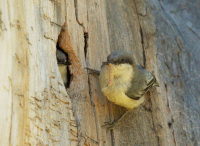 Pygmy Nuthatches, pair at nest