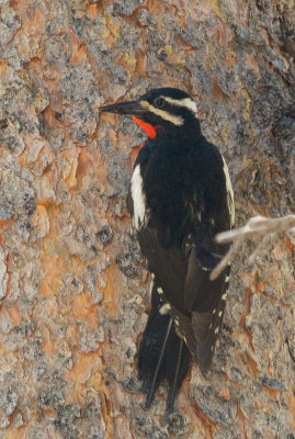 Williamson's Sapsucker, male carrying food to nest