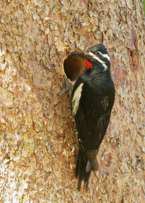 Williamson's Sapsucker, male feeding nestlings