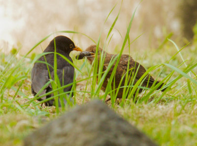 Eurasian Blackbirds, adult to fledgling 3