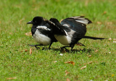 Eurasian Magpies, pair courting