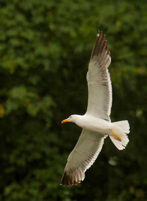 Lesser Black-backed Gull