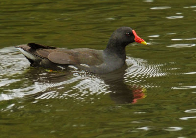 Moorhen