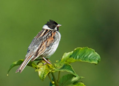 Common Reed Bunting, male