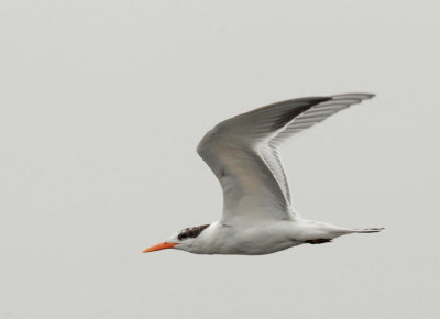 Elegant Tern