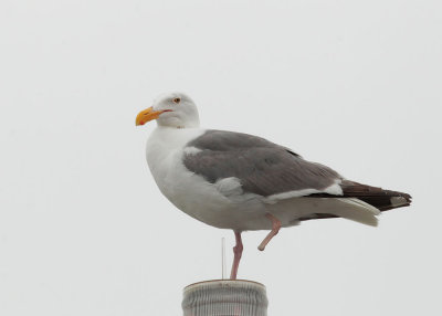 Western Gull, adult with missing foot