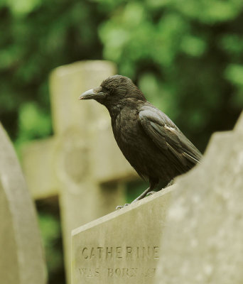 Carrion Crow