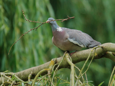 Woodpigeon, carrying nesting material