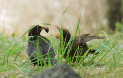 Eurasian Blackbirds, adult to fledgling 2
