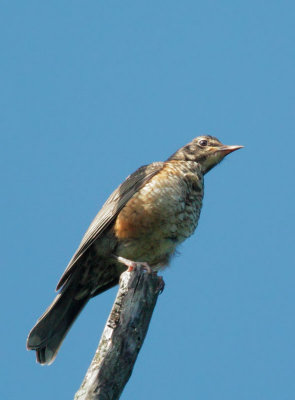 American Robin, juvenile