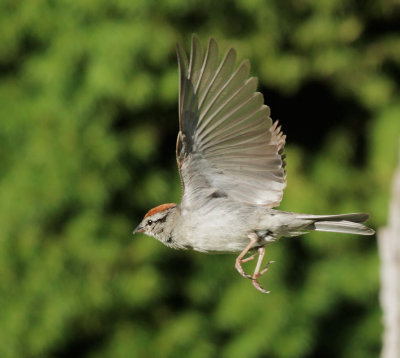 Chipping Sparrow, taking off