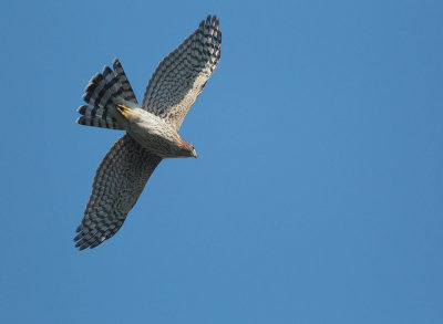 Cooper's Hawk, juvenile, flying