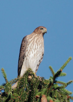 Coopers Hawk, juvenile