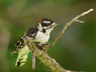 Downy Woodpecker, male