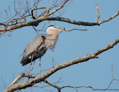 Great Blue Heron, with nesting material