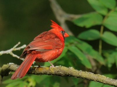 Northern Cardinal, male