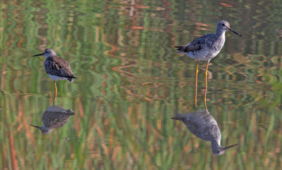 Lesser and Greater Yellowlegs