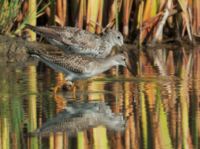 Lesser and Greater Yellowlegs