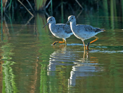 Greater Yellowlegs, pair