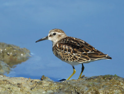 Least Sandpiper, juvenile