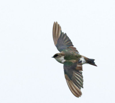 Tree Swallow, adult flying