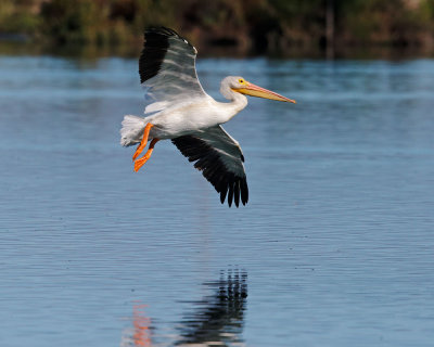 American White Pelican, flying