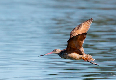 Marbled Godwit, flying
