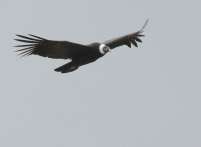 Andean Condor, female