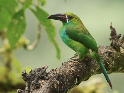 Crimson-rumped Toucanet