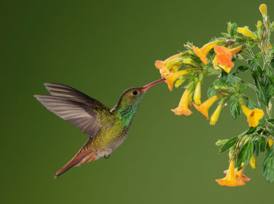 Rufous-tailed Hummingbird