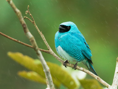Swallow Tanager, male