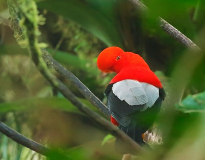 Andean Cock of the Rock, male