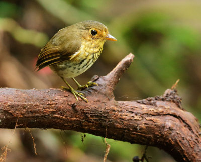 Ochre-breasted Antpitta