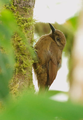 Plain-brown Woodcreeper