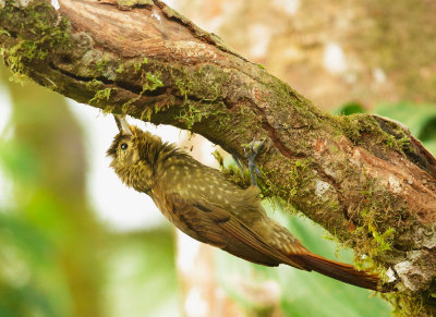 Spotted Woodcreeper