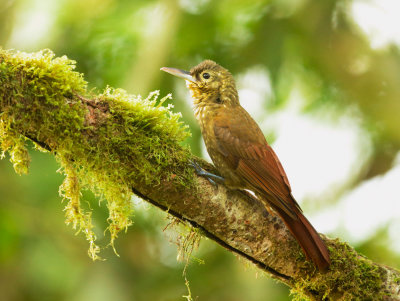 Spotted Woodcreeper