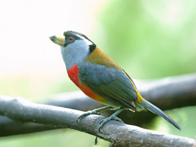 Toucan Barbet, male