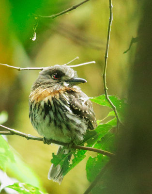 White-whiskered Puffbird