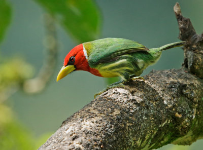 Red-headed Barbet, male