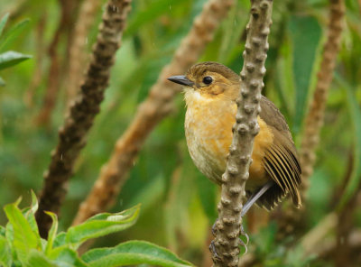 Tawny Antpitta