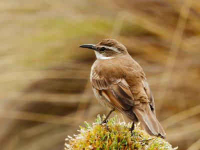 Stout-billed Cinclodes